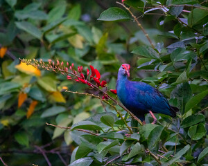 Purple swamp hen
