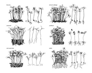 6 monochrome hand drawn fresh microgreens sprouts