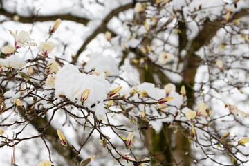 unexpected cold snap. Snow on flowering trees, white magnolia flowers in the snow close up
