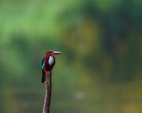 White Throated Kingfisher