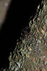 black camponotus carpenter ant photo