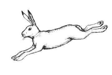 Vector hand drawn illustration of jumping hare in engraving style. Sketch of running forest animal isolated on white. - 540995312