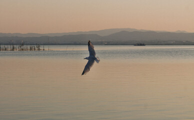 Naklejka premium Aves sobre la Albufera de Valencia