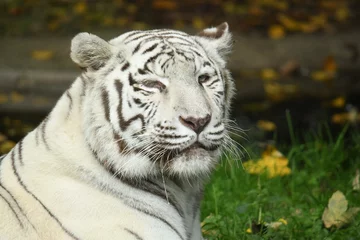 Tuinposter Tête de tigre blanc  © Ornella