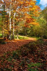 Autumn path in the forest