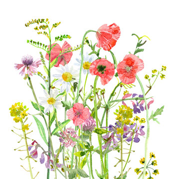 beautiful meadow flowers. watercolor painting. png