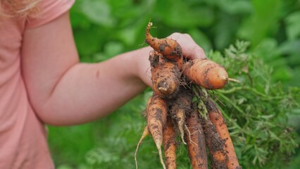 Young Caucasian Girl Holding Fresh Ripe Carrots Pulled Straight From The Ground in Vegetables Garden