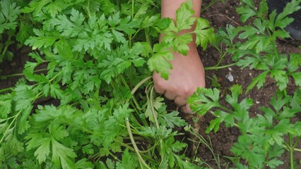 Young Caucasian Girl Pulling Ripe Carrot and Parsley Straight From The Ground in Vegetables Garden