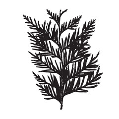 The black imprint of a natural thuja branch on a white background. Christmas tree silhouette. Vintage element suitable for invitations, cards, frames and patterns.