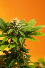 Marijuana plants long banner. Beautiful tropical cannabis background. New look on agricultural...