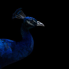 portrait of a peacock © Maureen