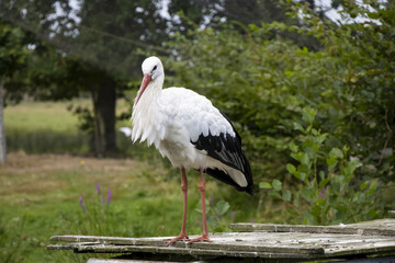 cigogne