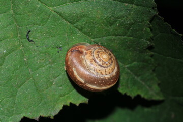 cornu aspersum snail animal macro photo