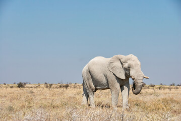 Obraz na płótnie Canvas Big male african Elephant Bull in Etosha Namibia