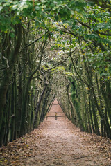 Tree lane at park Mariendaal in Arnhem, Oosterbeek The netherlands.