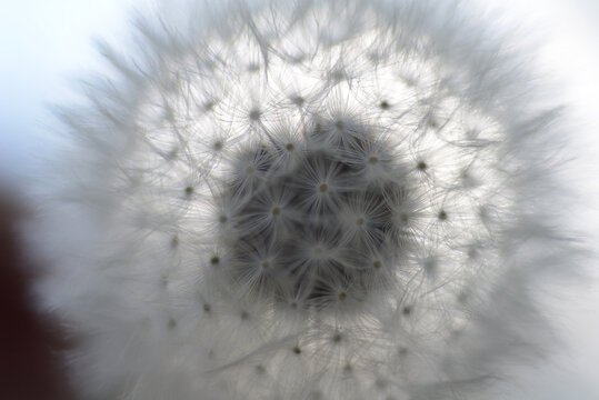 Close-up of dandelion at park