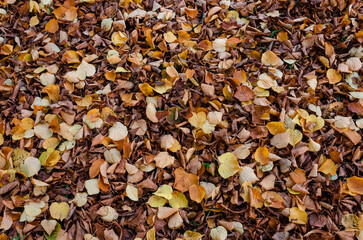 orange and brown dry leaves on the floor, autumn background