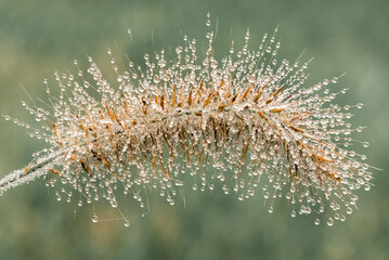 Close-up of wet plant