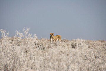 female lioness in the plains of Etosha National Park Namibia