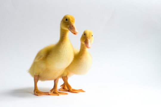 Portrait of ducklings standing over white background