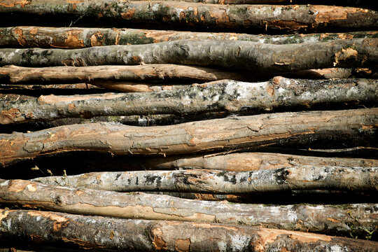 Close-up of logs