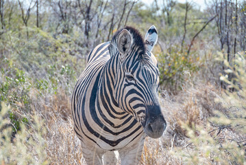 Plains Zebra in Etosha National Park Namibia