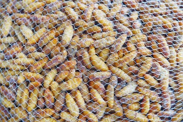 silk worm in a net