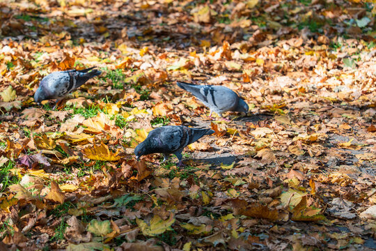 Three doves among the fallen golden autumn leaves in the rays of sunlight looking for food, natural autumn background, city birds in autumn