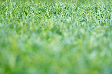 green grass background