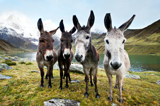 Curious burros