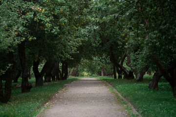 Fototapeta na wymiar Green trees and path in city park at summer. Apple garden