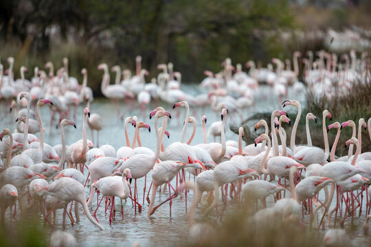 Flamingoes in swamp, Â Saintes-Maries-de-la-Mer, Â Provence-Alpes-Cote d'Azur