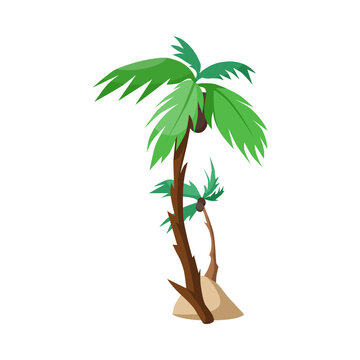 Palm trees with coconuts vector illustration. Summer holiday element isolated on white background. Vacation concept