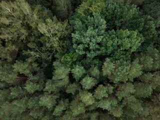 Nature landscape, drone aerial top view to green forest background