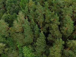 Nature landscape, drone aerial top view to green forest background