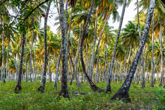 Coconut palm trees, Boipeba Island, Bahia, Brazil