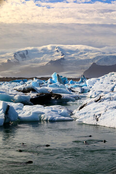 Seals swimming in Jokulsarlon glacier lagoon, Iceland