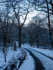 Winter in the park covered by snow