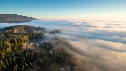 Scenery with fog and spruce forest at sunrise, Gimel, Vaud, Switzerland