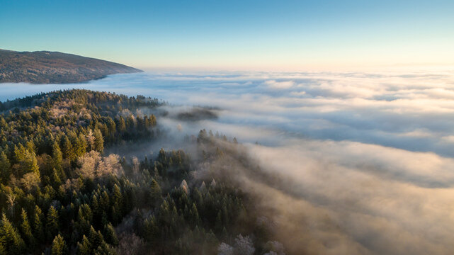 Fototapeta Scenery with fog and spruce forest at sunrise, Gimel, Vaud, Switzerland