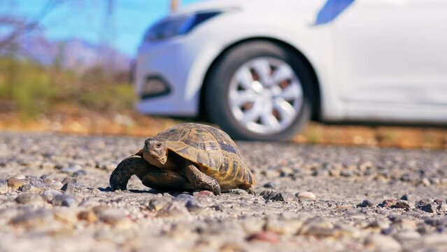 Small adorable turtle crossing the road by itself. Blurred white car in the background. Coexistence of animals and human-made vehicles. . High quality 4k footage
