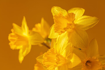 Fototapeta na wymiar Close up of daffodils flowers on a yellow background. Beautiful yellow spring background for greeting cards and wallpapers