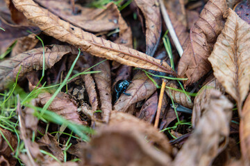 beetle on the ground covered in fall leaves