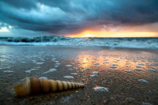 Close up of long thin twisty cone shell on beach at dawn, Oahu, Hawaii, USA
