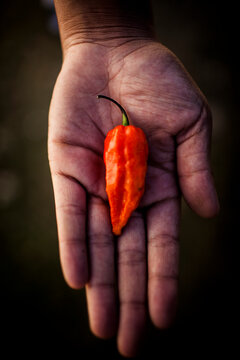 The Naga chili, the world's hottest chili, in Nagaland, India. The chili is also known as the bhut jolokia.