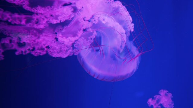 Pink jellyfish in the dark blue ocean water. Purple Striped Jellyfish glowing underwater
