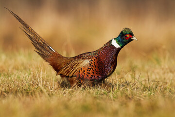 Common pheasant Phasianus colchius Ring-necked pheasant in natural habitat, blue background, grassland	