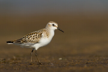 Bird Calidris minuta Little Stint small migratory bird, Poland Europe