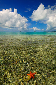 Starfish on the flats of Los Roques, Venezuela.