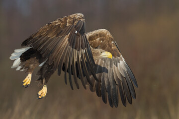 Majestic predator White-tailed eagle, Haliaeetus albicilla in Poland wild nature	